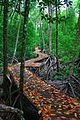 Mangrovový les, Mořský park Velký bariérový útes, Austrálie