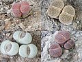 Lithops de culùr diferèncc