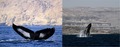 絶滅危惧種のアラビア海のザトウクジラ（世界で最も孤立した明確なクジラの個体群とされる[10]）。オマーンのドファール沖。