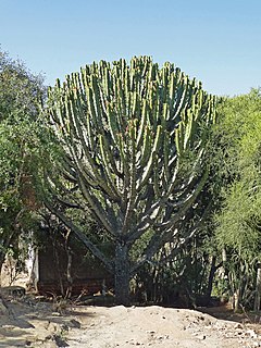 Fa termetű Euphorbia