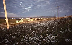 Sunset over a field of Ox-eye daisy, Havre Aubert Island