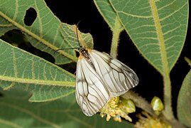 Agalope formosana