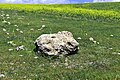 A fragment from the megalith of Barda Balka, in situ