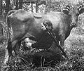 Partizană mulgând vaca între două lupte