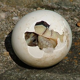 Teknős a tojásban