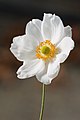 Anemone hupehensis var. japonica, by Noodle snacks