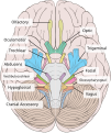 Inferior view of the human brain, with the cranial nerves labelled.