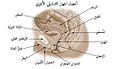 أعضاء الجهاز التناسلي الأنثوي.