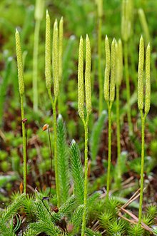 Lycopodium clavatum.