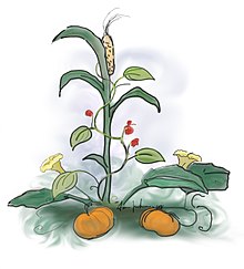 Illustration of cornstalk on which bean plants are climbing, surrounded at the base with leaves and fruit of a pumpkin vine