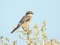 Darnagàs meridionau (Lanius meridionalis), espècia classada en perilh (EN) en region Occitanie e vulnerabla (VU) dins lo mond.