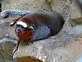 Callicebus ornatus