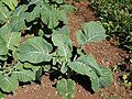 Jonge planten in de botanische tuin van Madeira