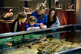 Un aquarium dans le musée.