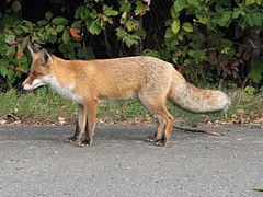 Impungushe elibomvu Vulpes vulpes red fox