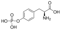 O-Phospho-L-tyrosine