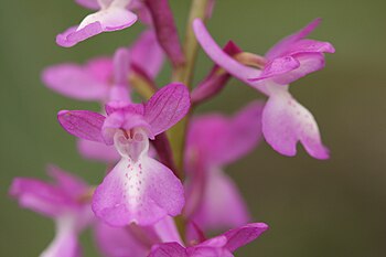 Orchis langei