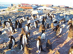 A colony of Adélie penguins