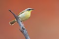 Grey-headed honeyeater