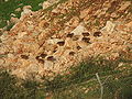 Колонія даманів в північному Ізраїлі