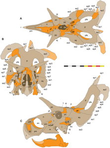 Il·lustració del crani de Lokiceratops amb material desconegut en color taronja