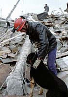 Французский спасатель с собакой ищет людей под руинами зданий, разрушенных в результате сильнейшего землетрясения. Ленинакан. РИАН.
