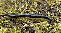 Image 18Tachypodoiulus niger, a millipede (from Myriapoda)