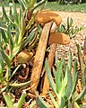 Battarrea phalloides