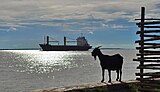 FE11. A feeder ship in Diamond Harbour, West Bengal. International trade accounted for 14% of India's GDP in 1988, 24% in 1998, and 53% in 2008.