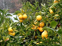 Citrina (Citrus limon)