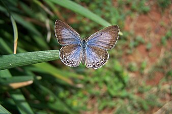 മുതുകുവശം (ആൺ)