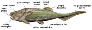 板皮類Coccosteus decipiensの復元図