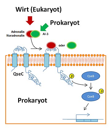 Signalübertragung mit sensorischer Histidinkinase QseC.