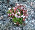 5014 Frøya Kystbergknapp Sedum anglicum