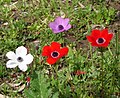 Esistono varietà di A.coronaria di diversi colori