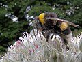 Gewone aardhommel op bloeiende prei