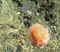 Cnidaria disturbing the pycnocline