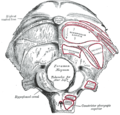 Insertion occipitale du muscle semi-épineux de la tête