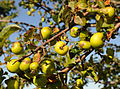 Ripe crab apples on the branch