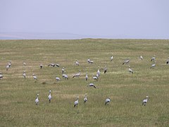 Grulla del paraíso Bontebok en el Parque Nacional de Western Cape, Sudáfrica