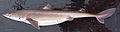 कांटेदार कुत्ता मछली (कृष्ण सागर क शार्क मछलिया खतरे मे) सङ्ग्रहित २००९-०१-०१ वेब्याक मेसिन