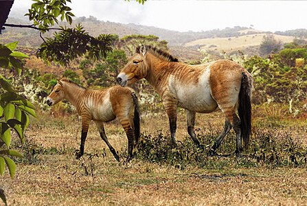 Equus neogeus