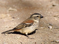 Adult hona i Sossusvlei, Namibia.