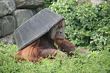 Samec orangutana s nádobou na hlavě
