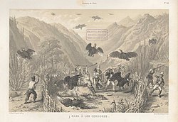Andoki kondor vadászata Chilében, a 19. században[73]