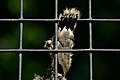 The hand of a marmoset caged at a butterfly park