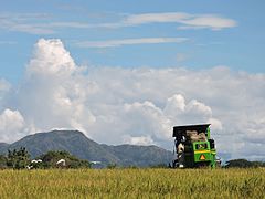 Campos con cultivos de arroz en Campoalegre.