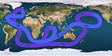 Karta prikazuje zanko s puščicami, ki kažejo, da voda teče proti vzhodu na skrajnem južnem oceanu, se obrne na severovzhod Avstralije, obrača po prečkanju Aljaske, nato prečka sredi Pacifika, teče severno od Avstralije, nadaljuje proti zahodu pod Afriko, nato obrača severozahod dokler ne doseže vzhodne Kanade, nato poševno proti vzhodu do južne Evrope, nato pa končno obrača proti jugu tik pod Grenlandijo in teče navzdol ob obeh ameriških vzhodnih obalah in nadaljuje tok proti vzhodu da zaključi krog.