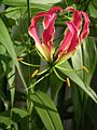 flame lily, quốc hoa của Zimbabwe