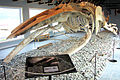 A humpback skeleton with the jaw split into two (from Baleen whale)
